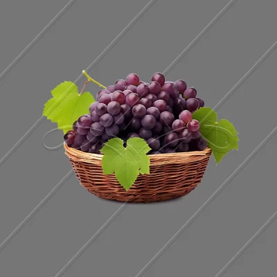 תמונת מוצר